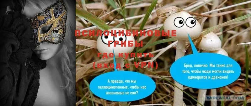 мега онион  Губаха  Псилоцибиновые грибы Psilocybe  что такое  